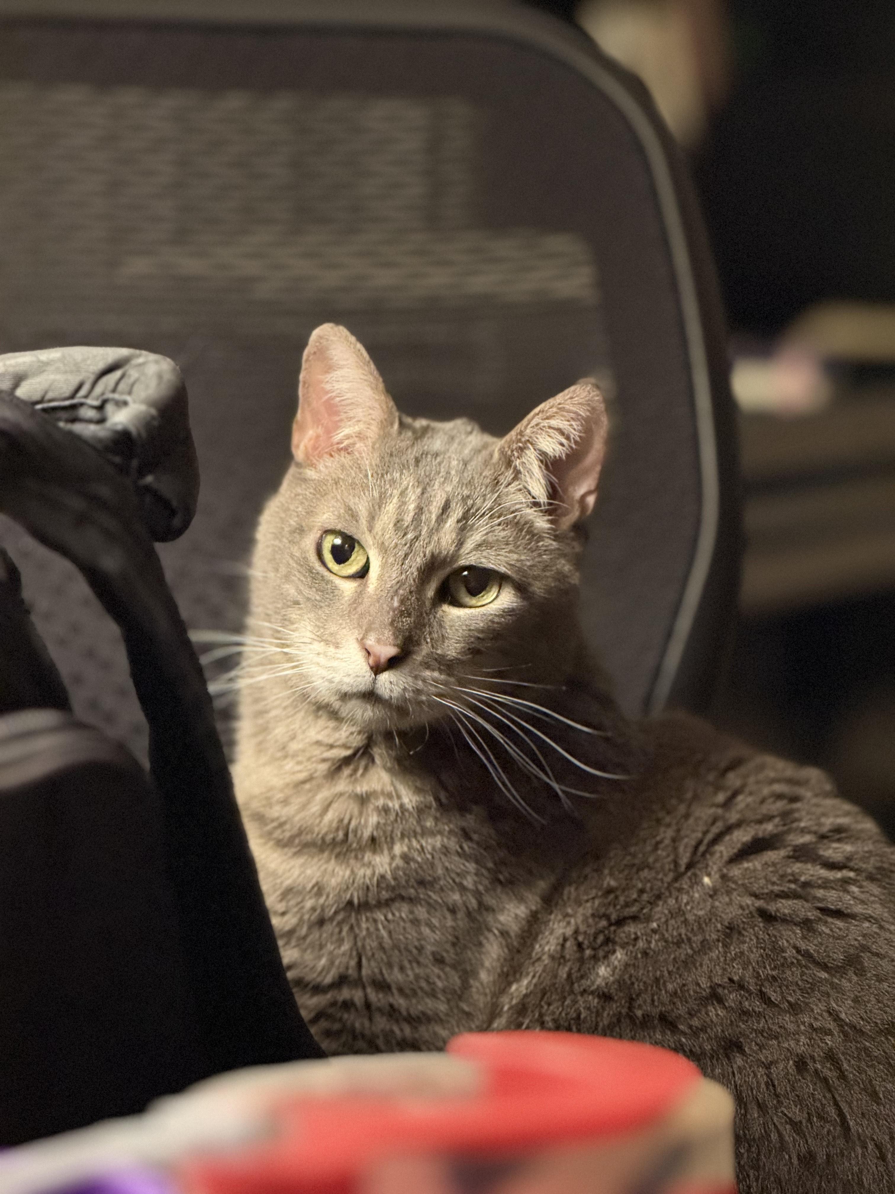 Norris (In a Foster Home)