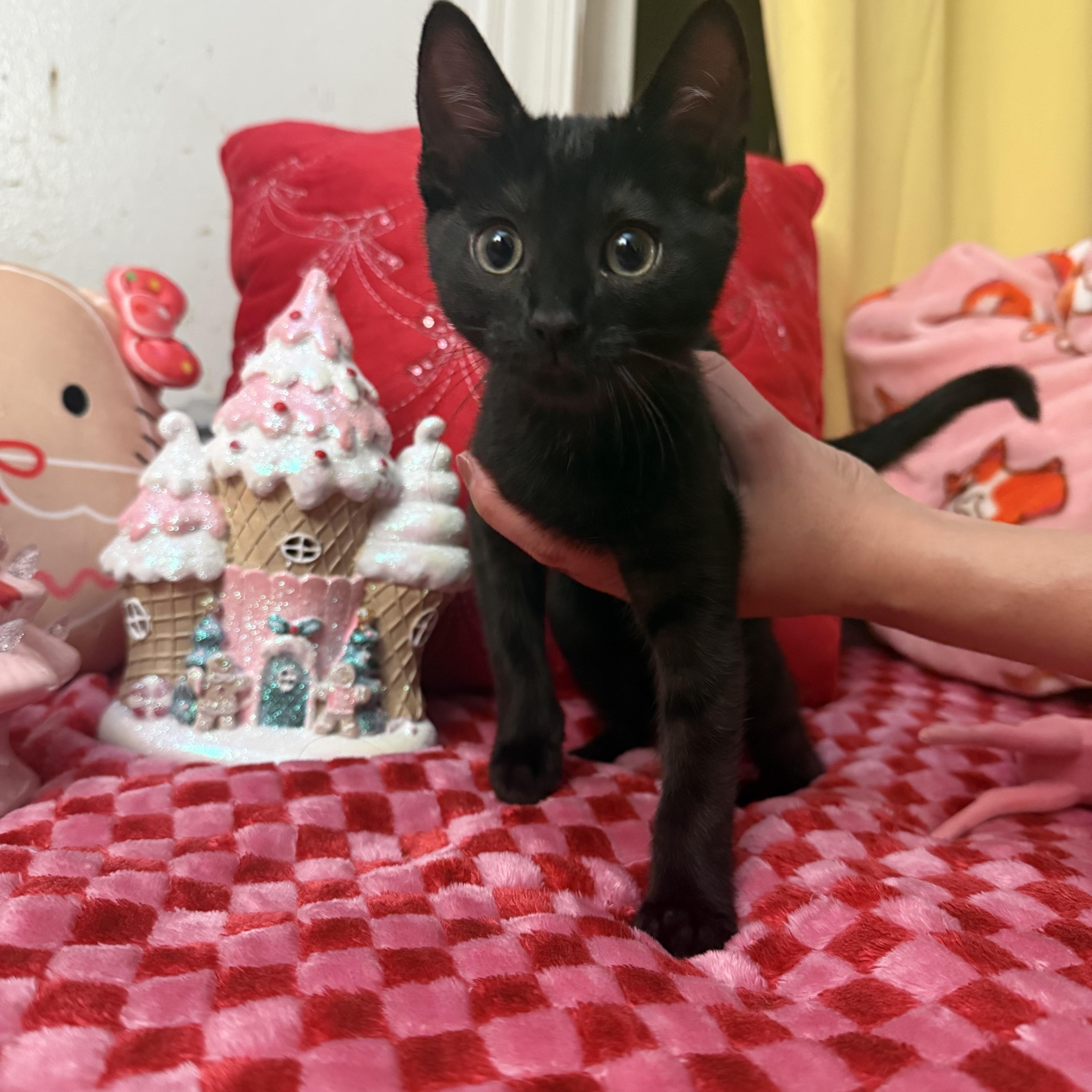 Enlarge Whiskers, a Adoptable Domestic Short Hair in Wheeling, IL image 1/1