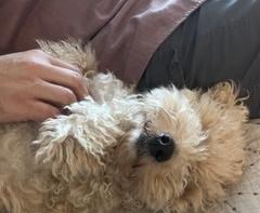 Bailey, a ADOPTABLE Miniature Poodle in Bradenton, FL image 2/4