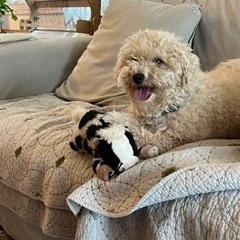 Bailey, a ADOPTABLE Miniature Poodle in Bradenton, FL image 3/4