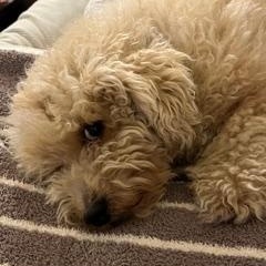 Bailey, a ADOPTABLE Miniature Poodle in Bradenton, FL image 4/4