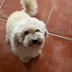 Bailey, ADOPTABLE, Young Male Miniature Poodle.