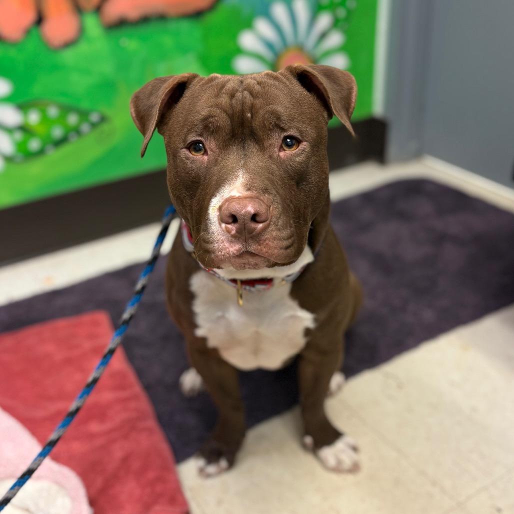 Antonio, a Adoptable Pit Bull Terrier in Birdsboro, PA image 2/6