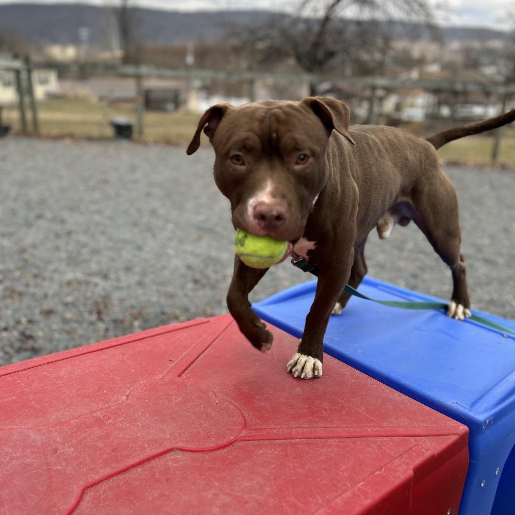Antonio, a Adoptable Pit Bull Terrier in Birdsboro, PA image 3/6