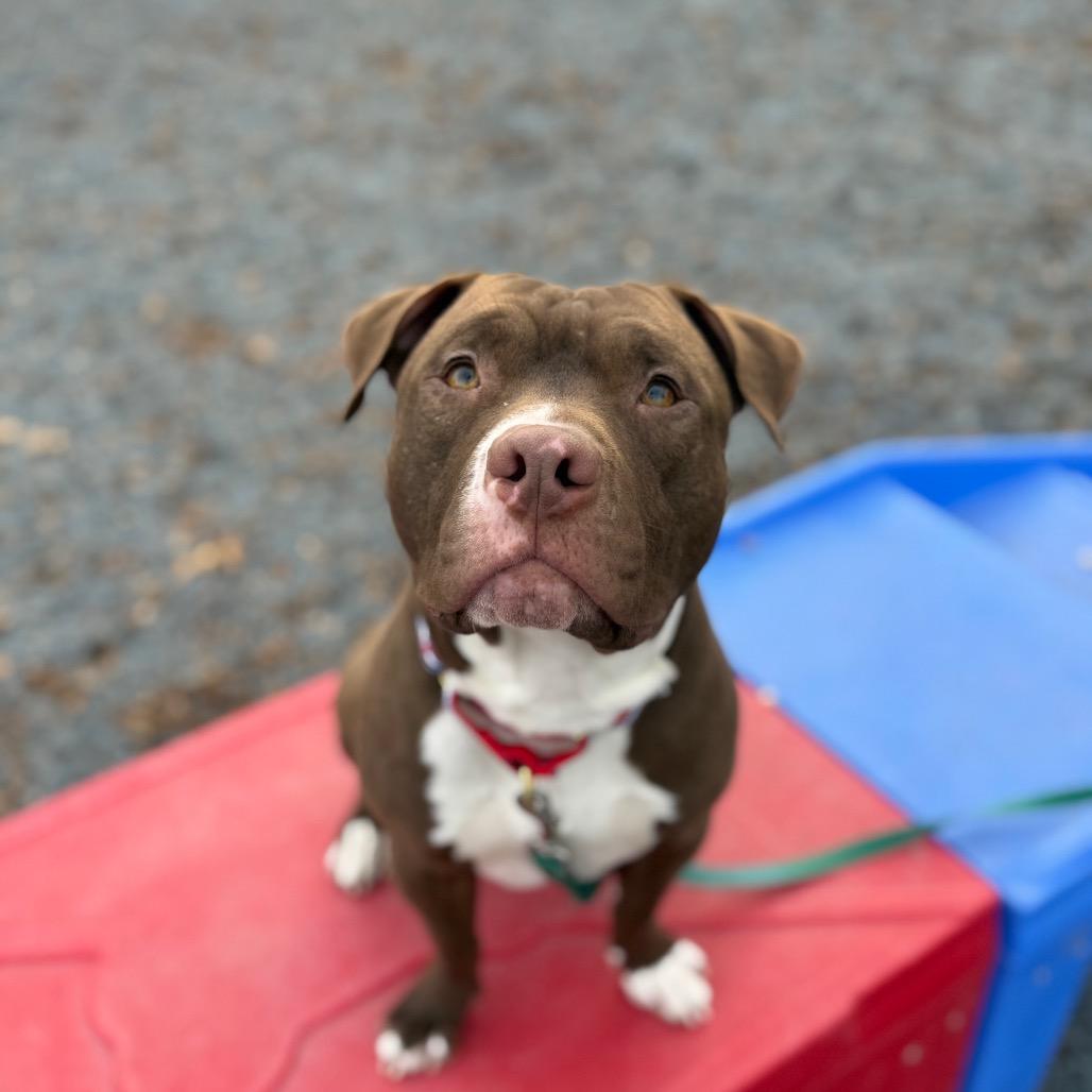 Antonio, a Adoptable Pit Bull Terrier in Birdsboro, PA image 4/6