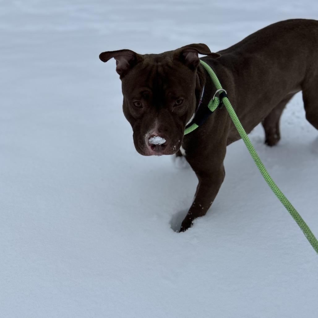 Antonio, a Adoptable Pit Bull Terrier in Birdsboro, PA image 5/6
