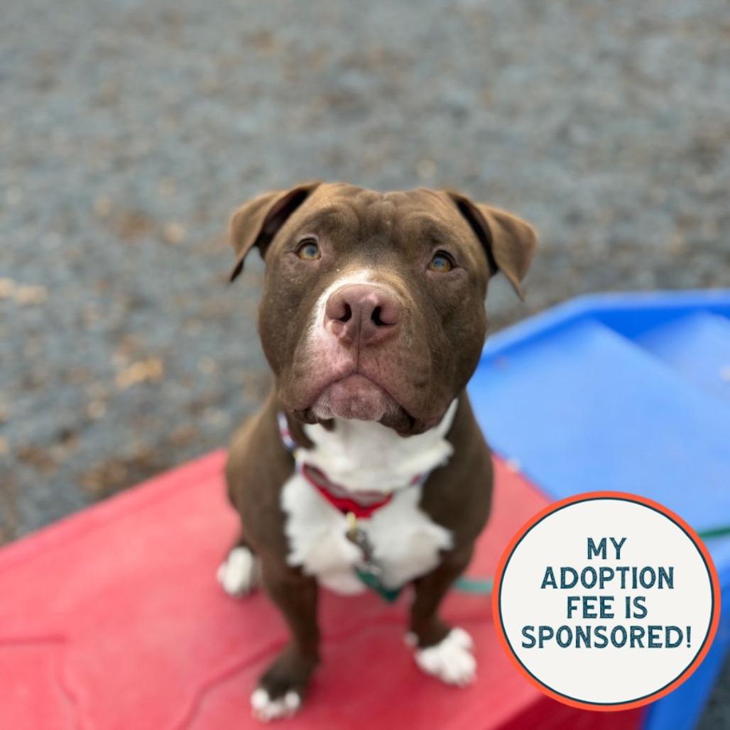 Enlarge Antonio, a Adoptable Mixed Breed in Birdsboro, PA image 5/6