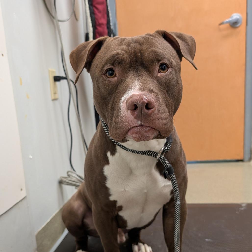 Antonio, a Adoptable Pit Bull Terrier in Birdsboro, PA image 6/6