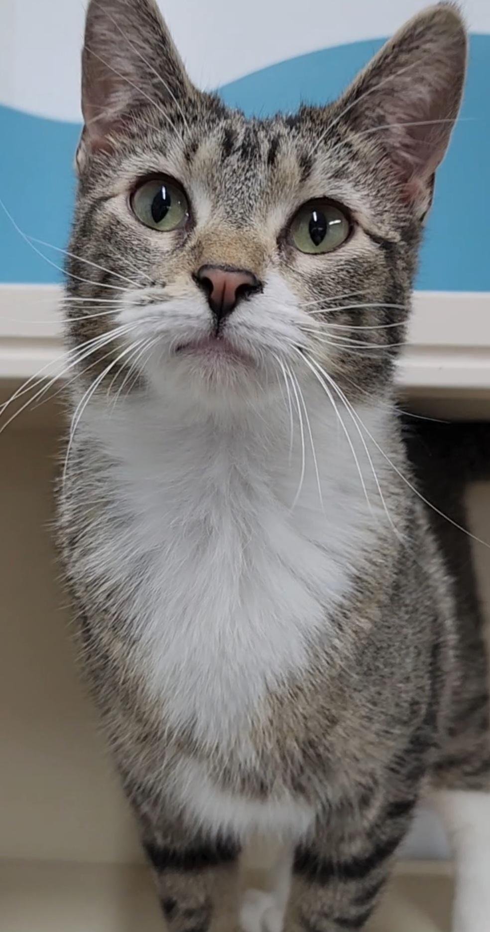 Momma Emily, Adoptable, Young Female Domestic Short Hair.