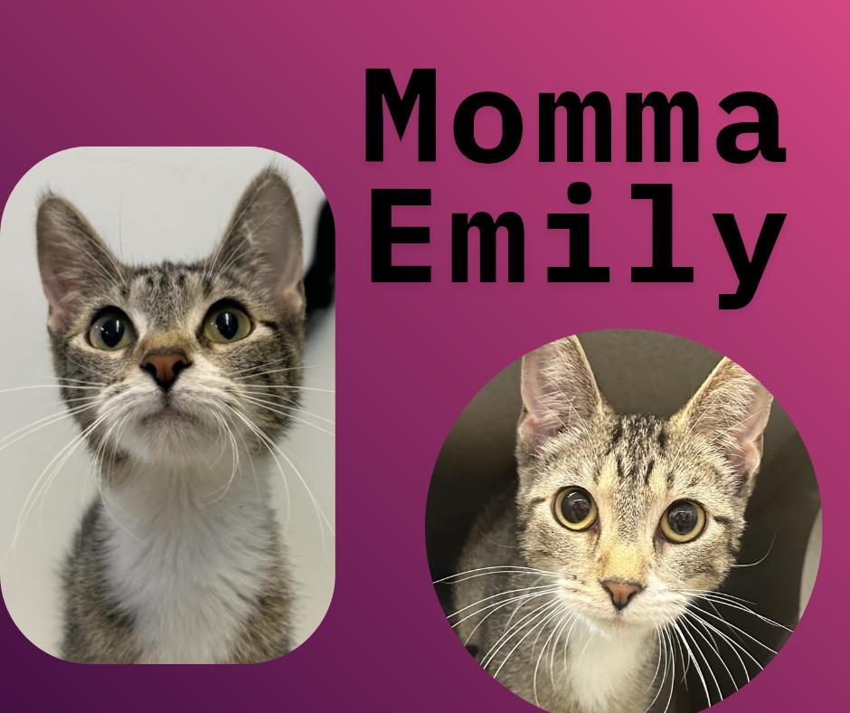 Momma Emily, Adoptable, Young Female Domestic Short Hair.