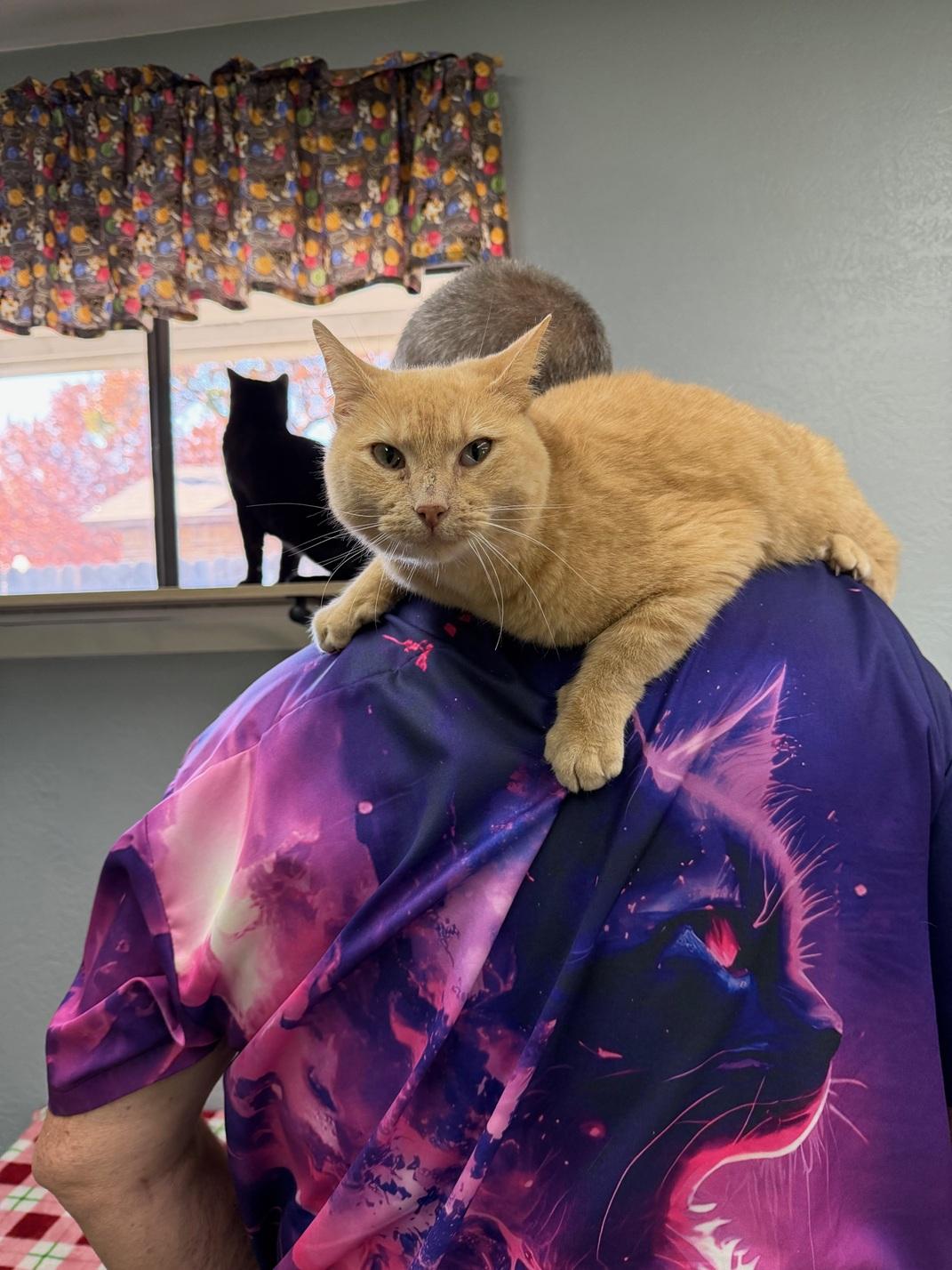 Cheeto, ADOPTABLE, Adult Male Domestic Short Hair.