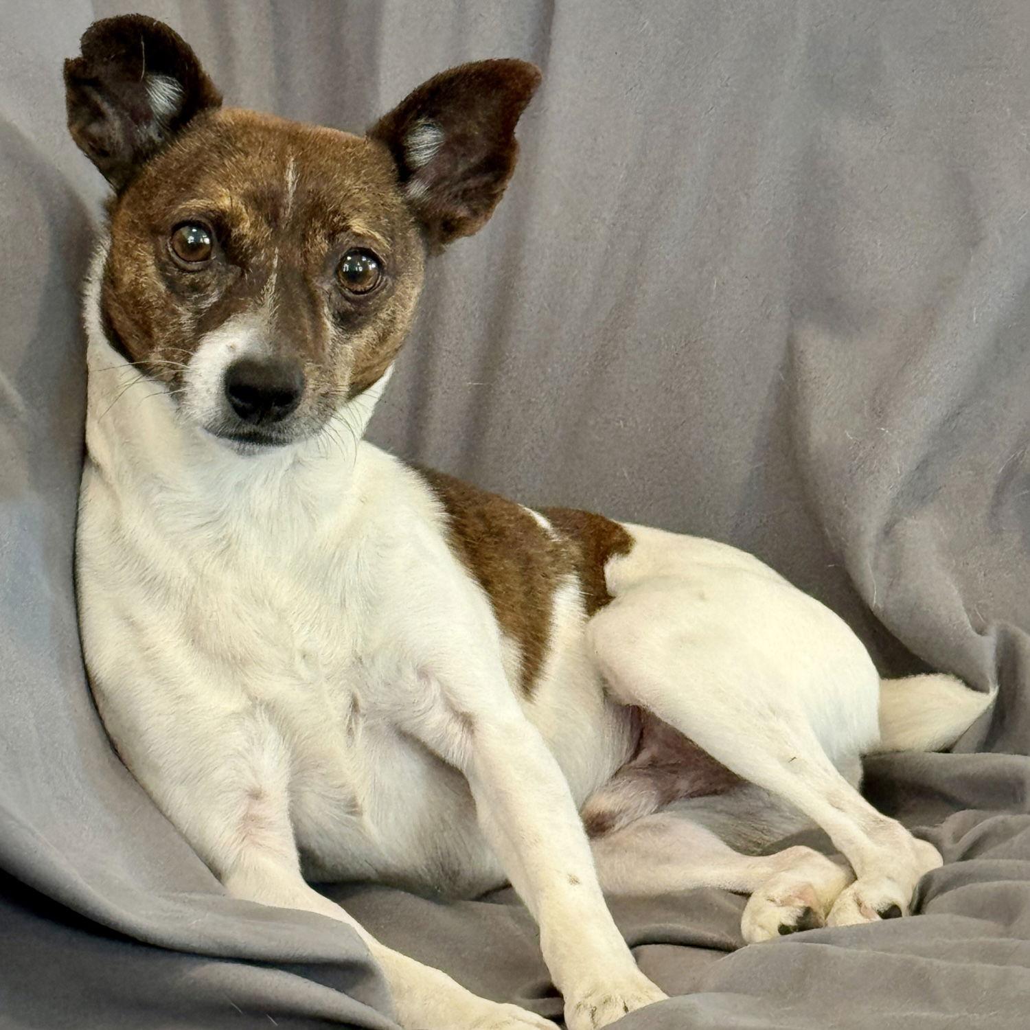 Enlarge Wyatt (TN), a Adoptable Rat Terrier in Atlanta, GA image 1/3
