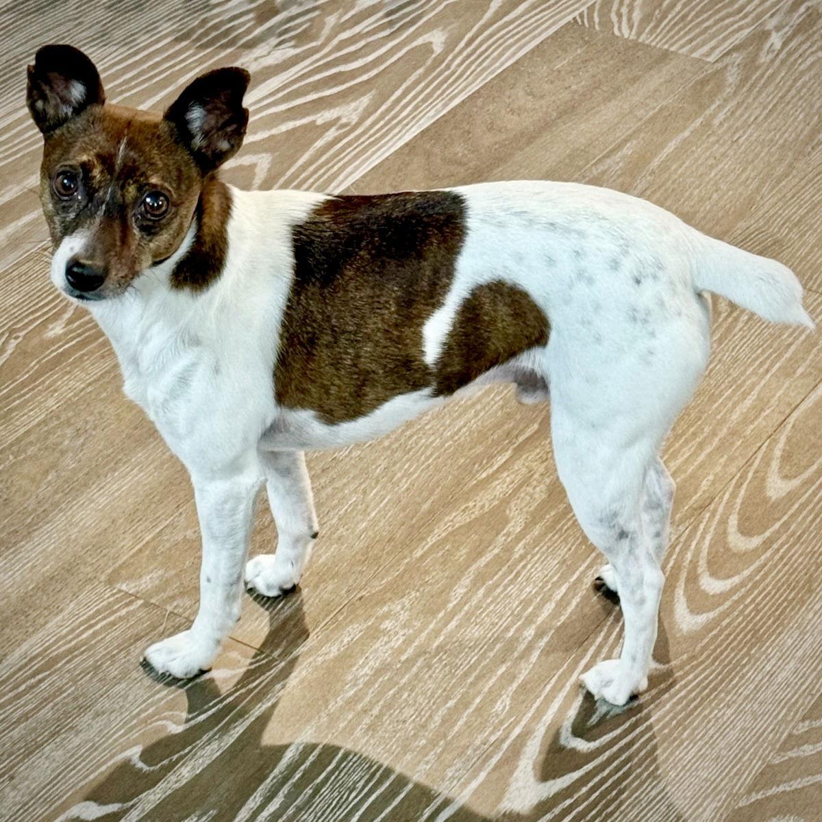 Enlarge Wyatt (TN), a Adoptable Rat Terrier in Atlanta, GA image 2/3