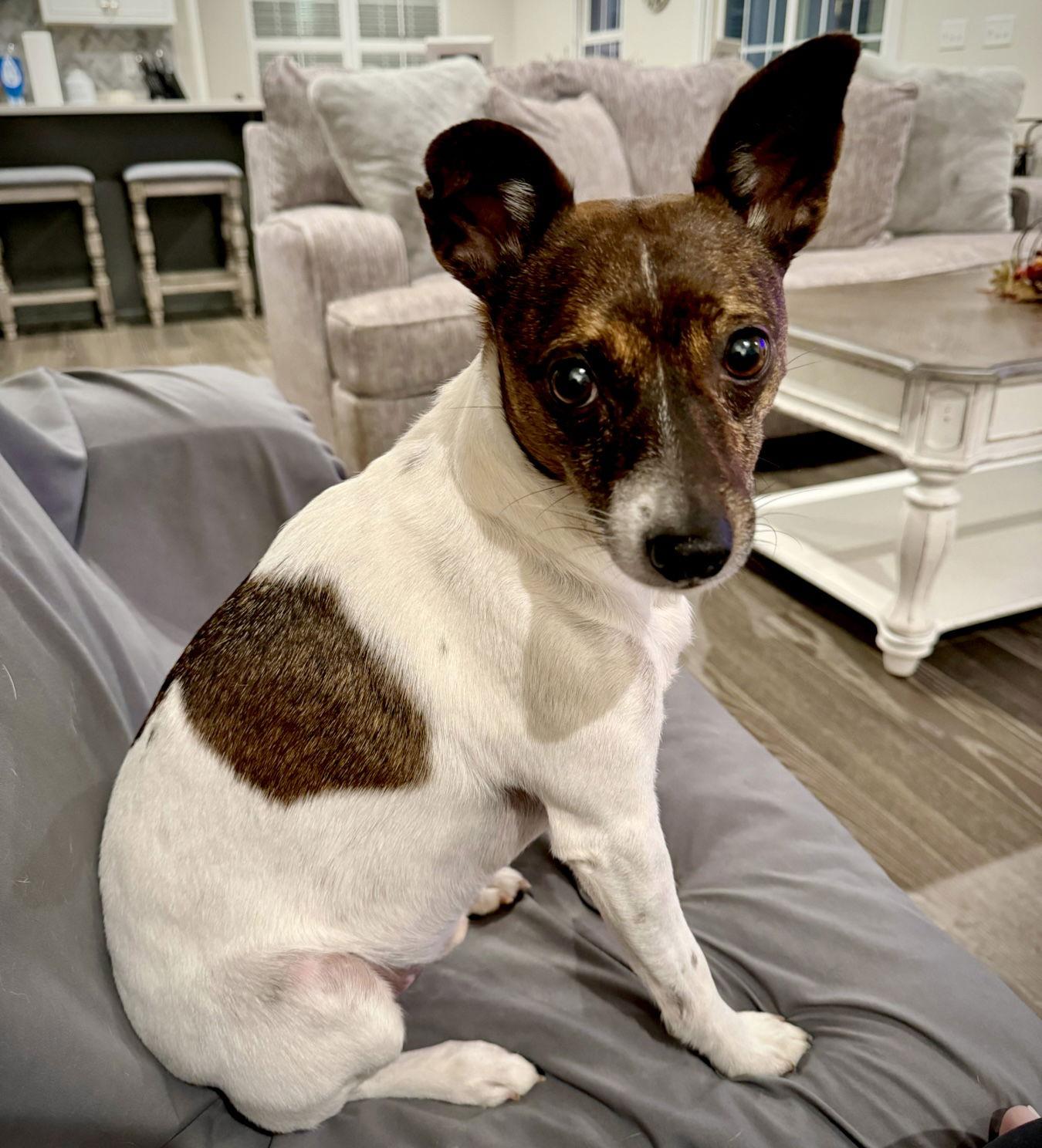 Enlarge Wyatt (TN), a Adoptable Rat Terrier in Atlanta, GA image 3/3