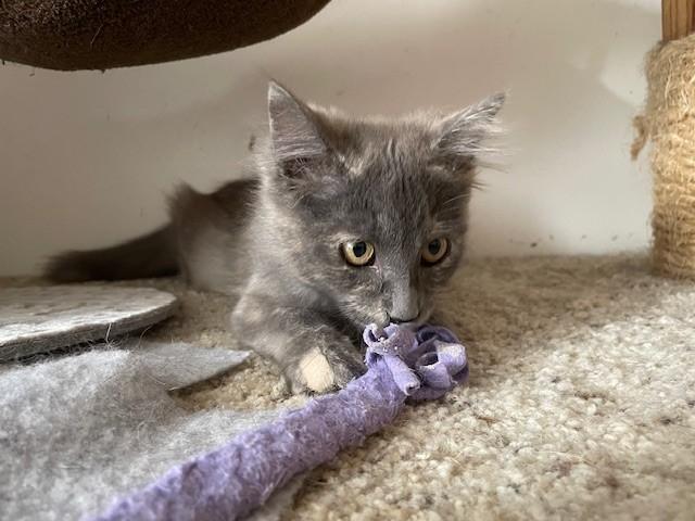 Enlarge Talulah, a Adoptable mixed breed in Midway City, CA image 2/4