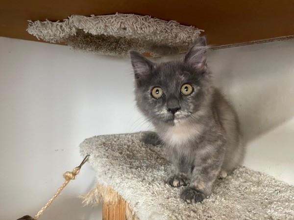 Enlarge Talulah, a Adoptable mixed breed in Midway City, CA image 3/4
