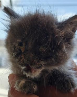 Enlarge Talulah, a Adoptable mixed breed in Midway City, CA image 4/4