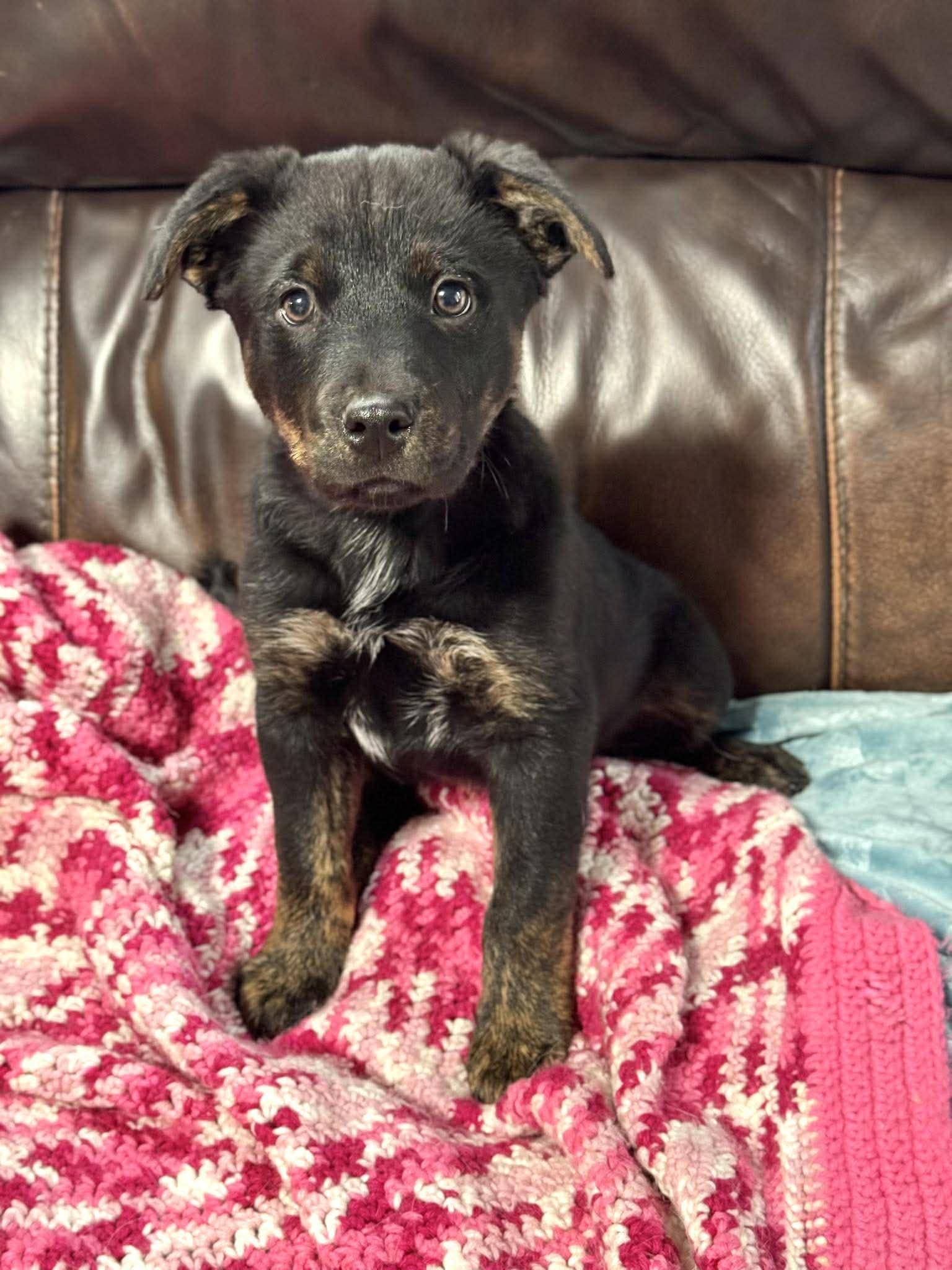 Willie, an adopted mixed breed in Georgetown, TX image 3/6