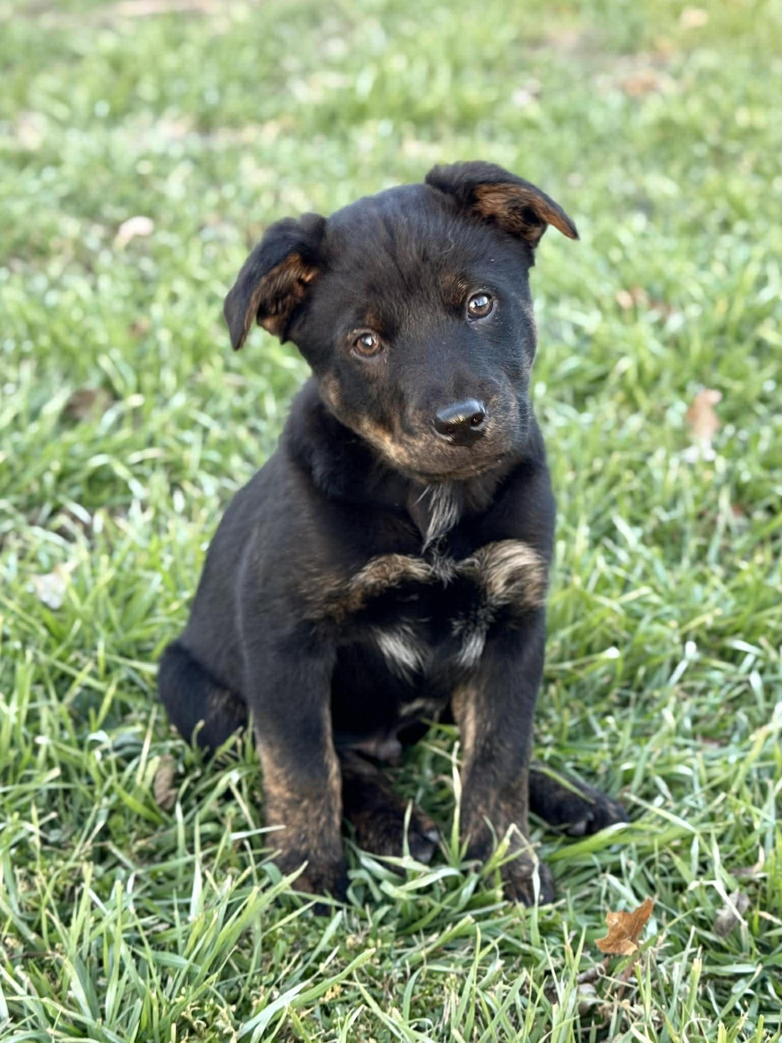 Willie, an adopted mixed breed in Georgetown, TX image 1/6