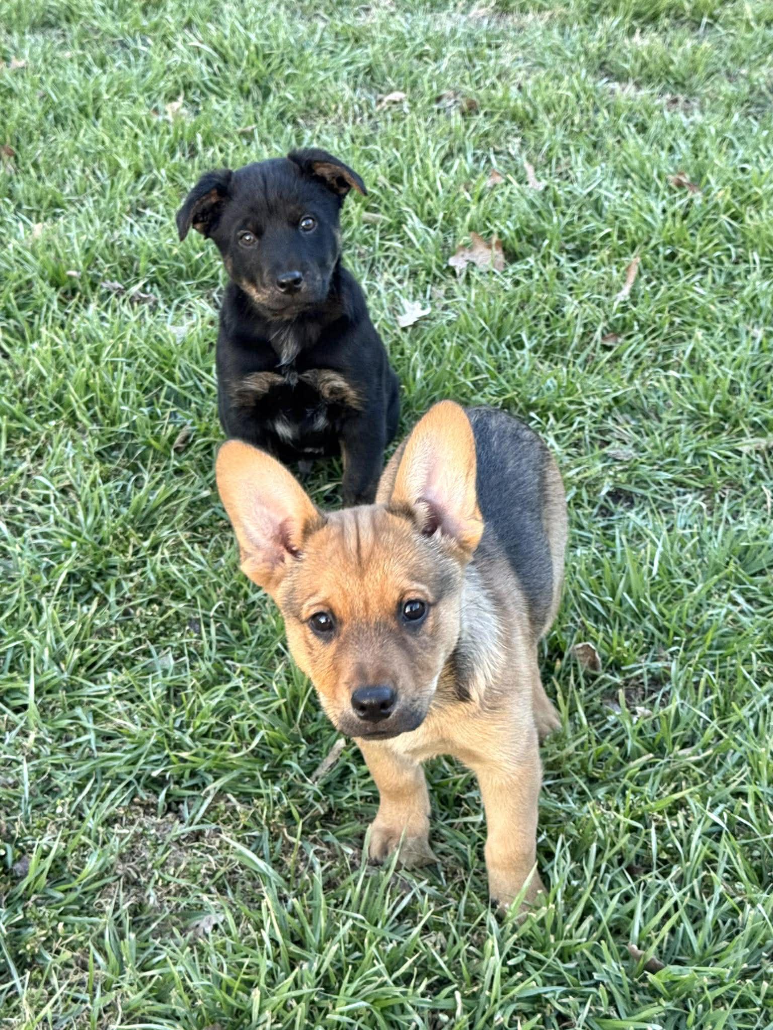 Willie, an adopted mixed breed in Georgetown, TX image 2/6