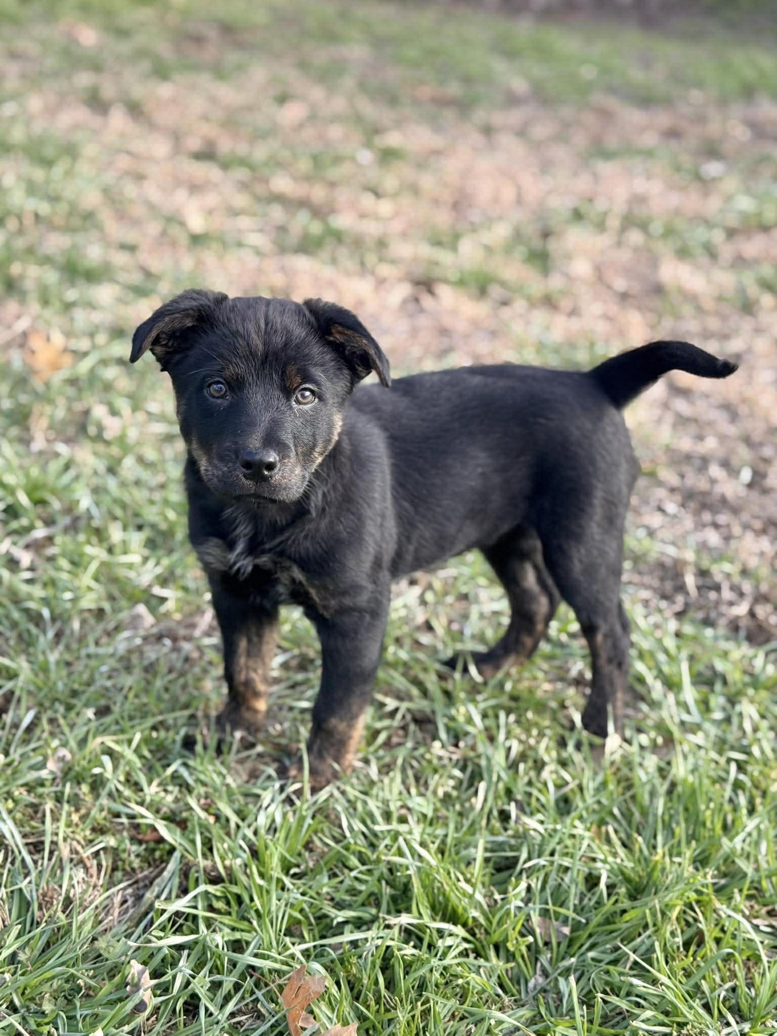 Willie, an adopted mixed breed in Georgetown, TX image 4/6