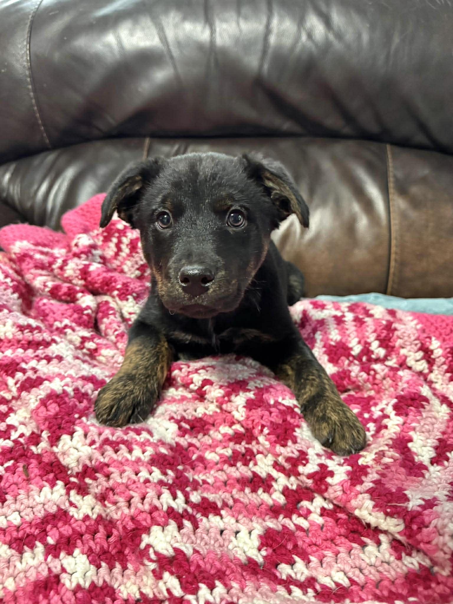 Willie, an adopted mixed breed in Georgetown, TX image 5/6