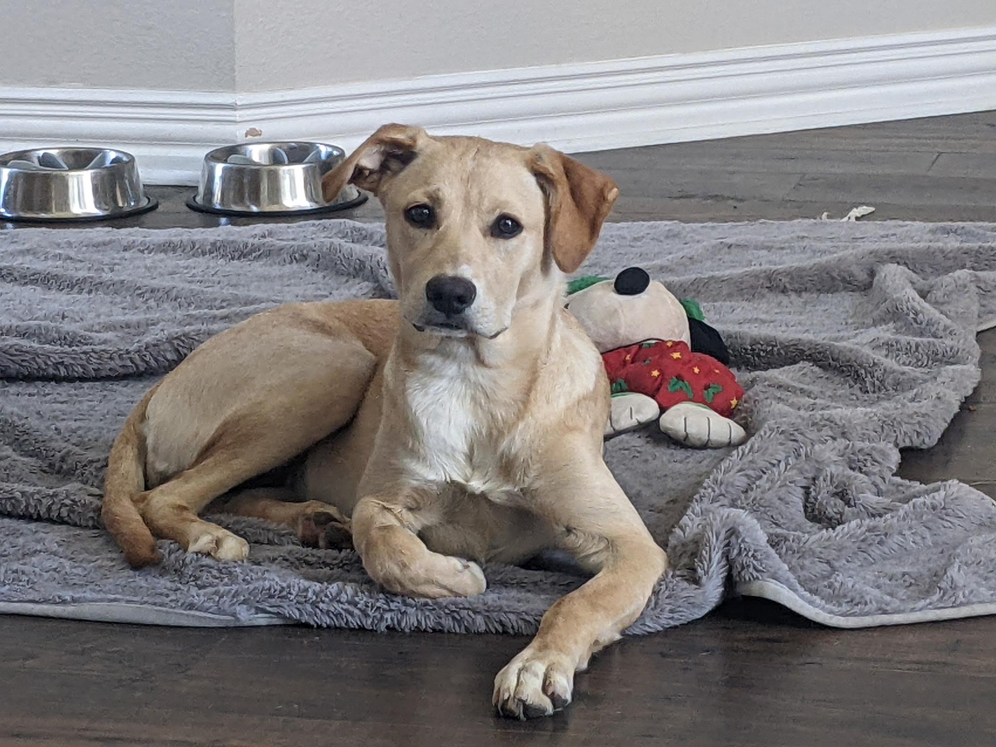 Enlarge Aspyn , a Adoptable mixed breed in Coppell, TX image 1/2