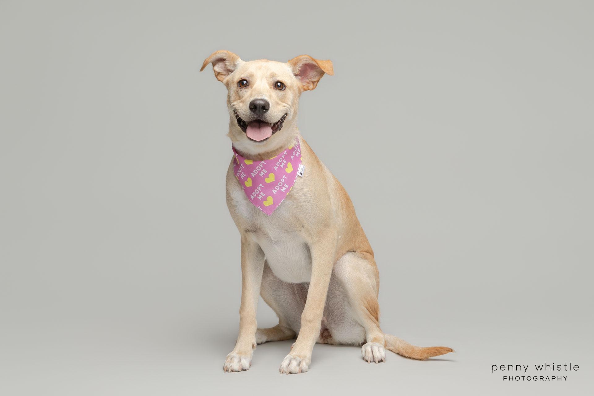 Aspyn , a Adoptable mixed breed in Coppell, TX image 2/5