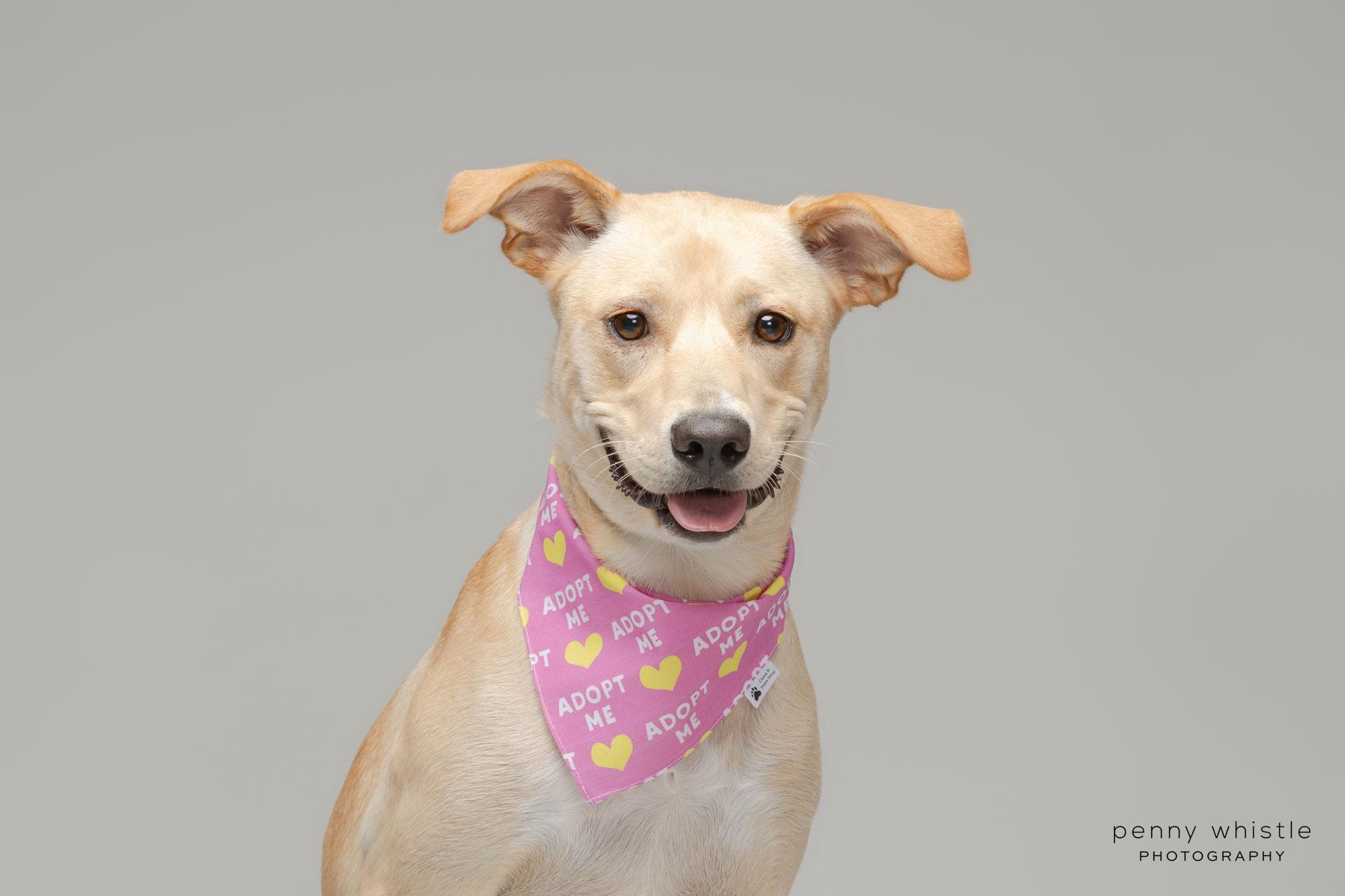 Aspyn , Adoptable, Young Female Carolina Dog & Labrador Retriever.