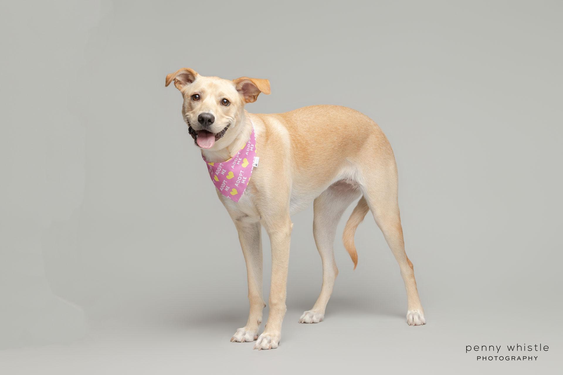 Aspyn , a Adoptable mixed breed in Coppell, TX image 3/5