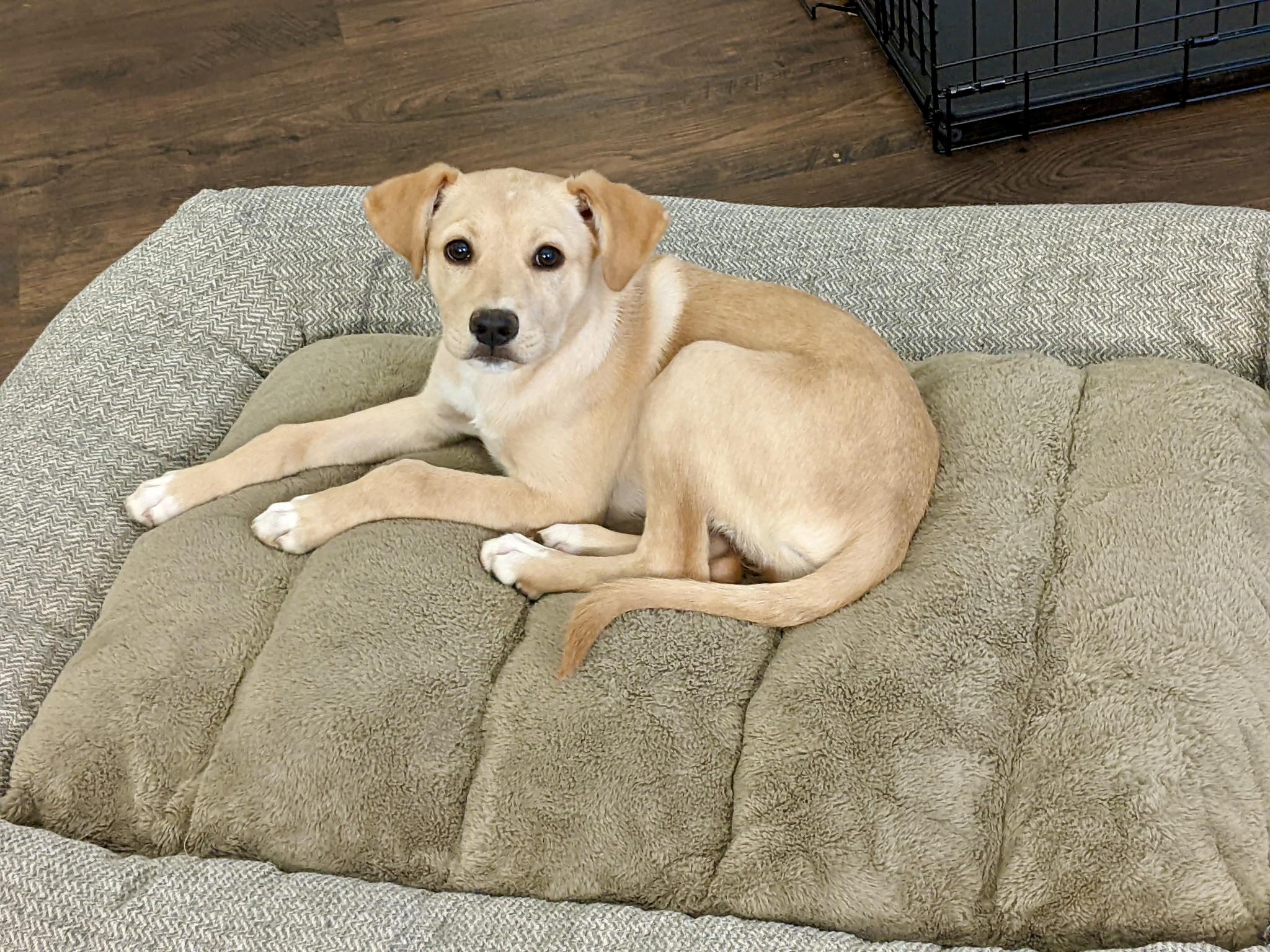 Enlarge Aspyn , a Adoptable mixed breed in Coppell, TX image 1/2