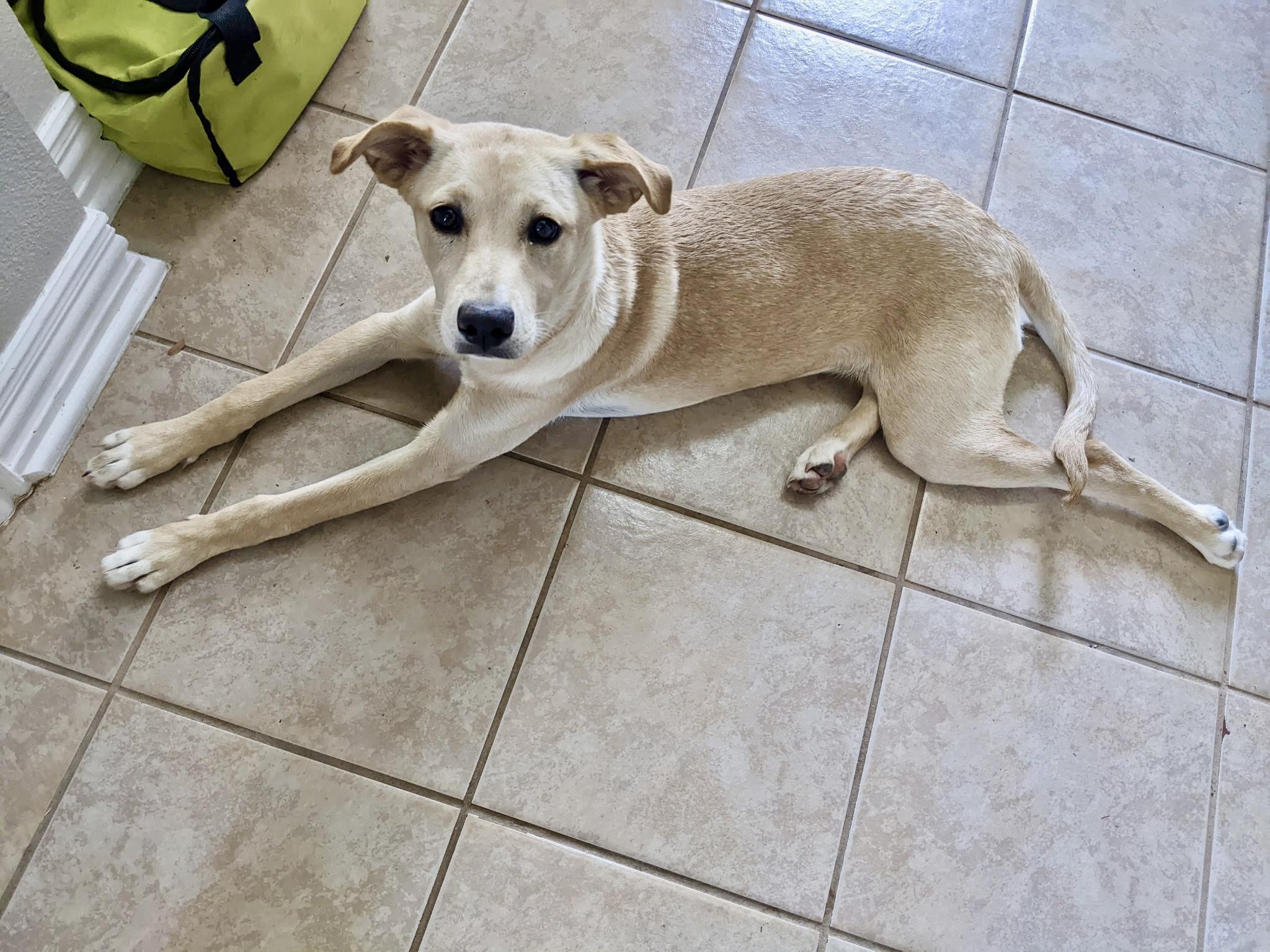 Enlarge Aspyn , a Adoptable mixed breed in Coppell, TX image 2/2