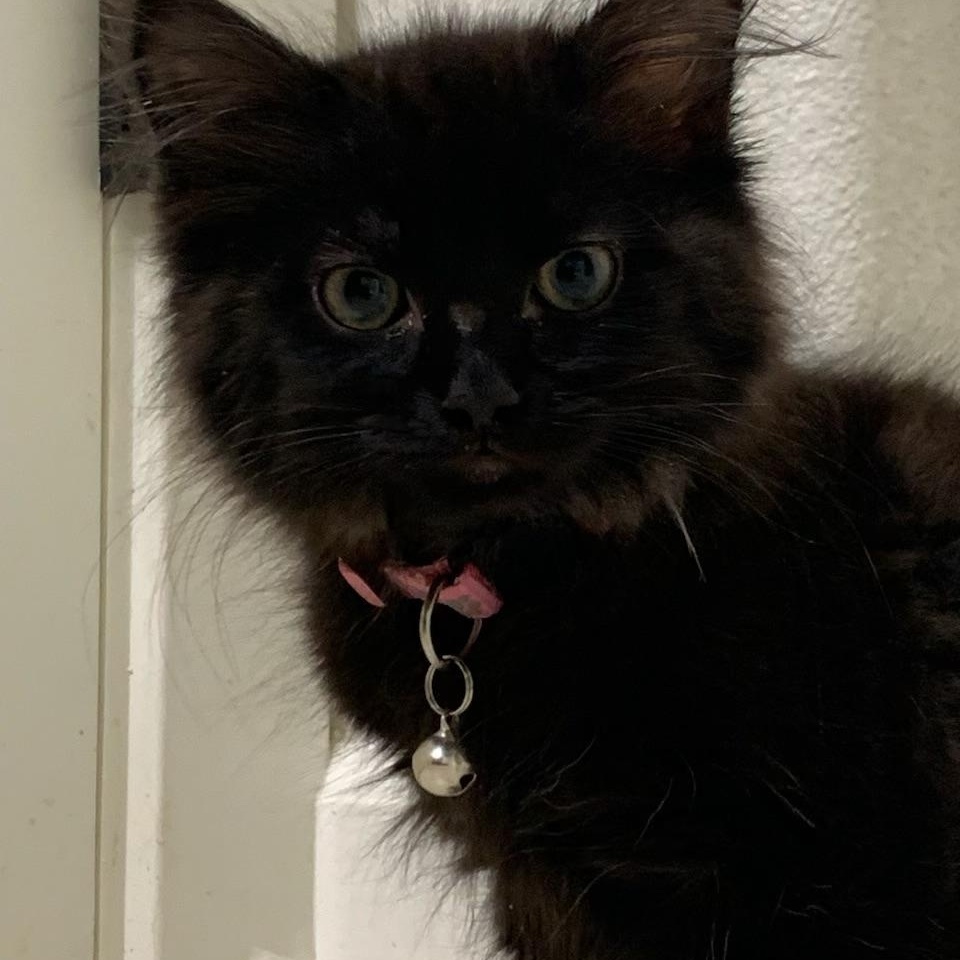 Madi, ADOPTABLE, Kitten Female Domestic Long Hair.