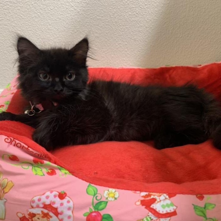 Enlarge Madi, a ADOPTABLE Domestic Long Hair in Pasco, WA image 2/5