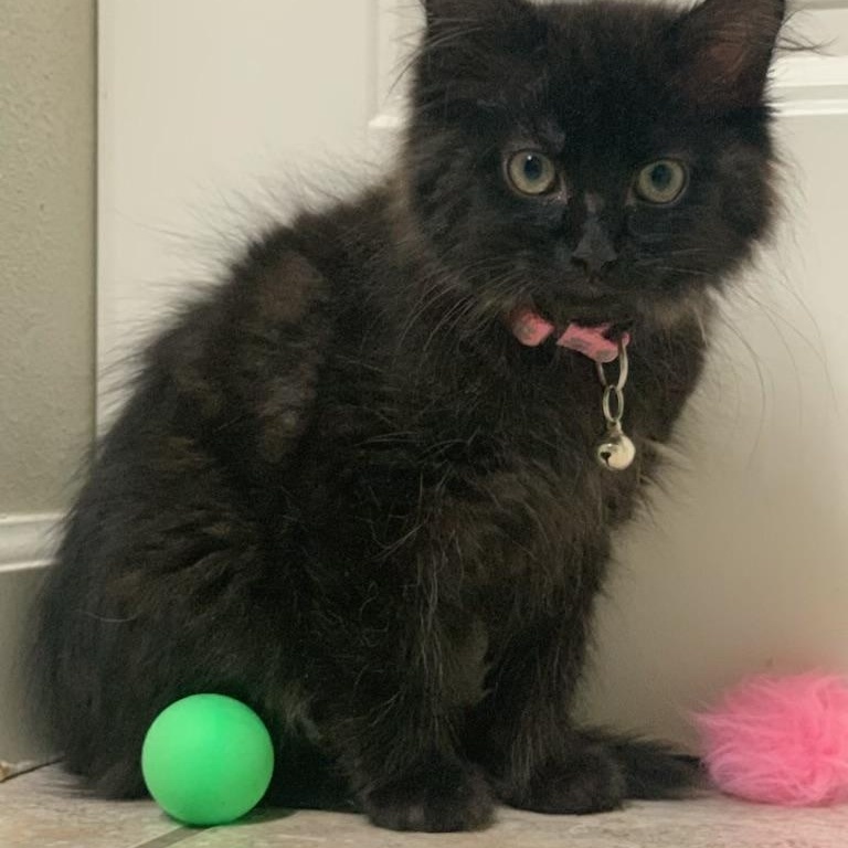 Enlarge Madi, a ADOPTABLE Domestic Long Hair in Pasco, WA image 4/5