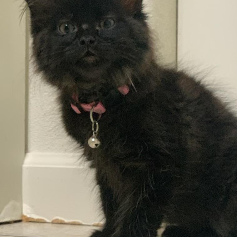 Enlarge Madi, a ADOPTABLE Domestic Long Hair in Pasco, WA image 5/5