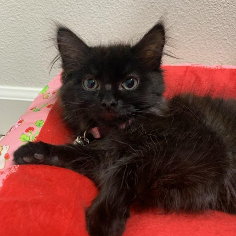 Enlarge Madi, a ADOPTABLE Domestic Long Hair in Pasco, WA image 3/5