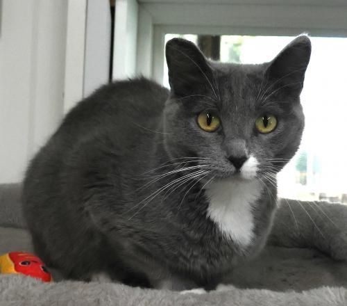 Enlarge Moon, a Adoptable mixed breed in Thief River Falls, MN image 1/1