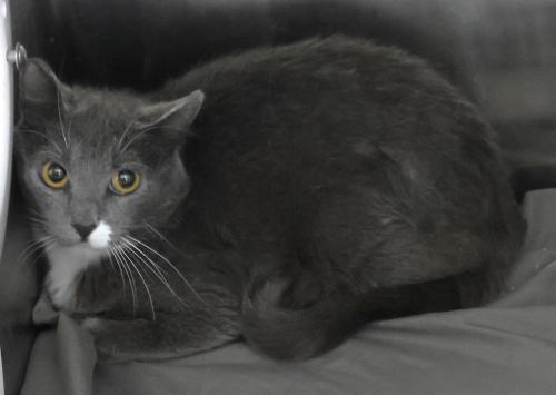 Enlarge Moon, a Adoptable mixed breed in Thief River Falls, MN image 1/1