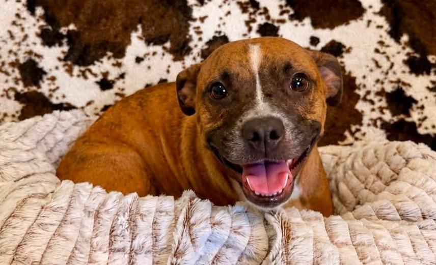 honeybun, Adoptable, Young Female Dachshund & Pit Bull Terrier.