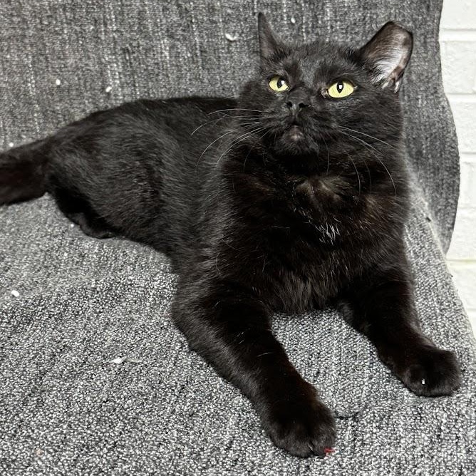 Enlarge Reba, a ADOPTABLE Domestic Short Hair in Waterloo, IA image 4/4