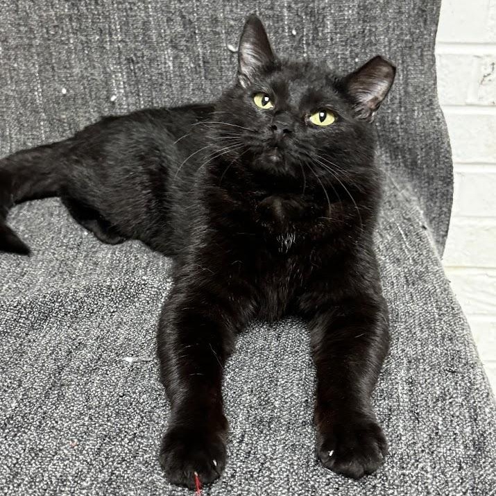 Enlarge Reba, a ADOPTABLE Domestic Short Hair in Waterloo, IA image 2/4