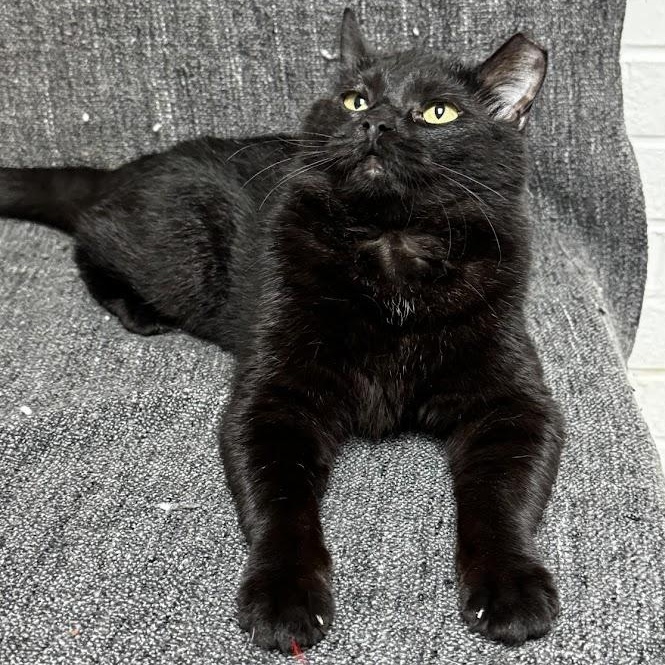 Enlarge Reba, a ADOPTABLE Domestic Short Hair in Waterloo, IA image 3/4