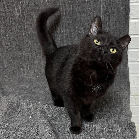 Reba, ADOPTABLE, Adult Female Domestic Short Hair.