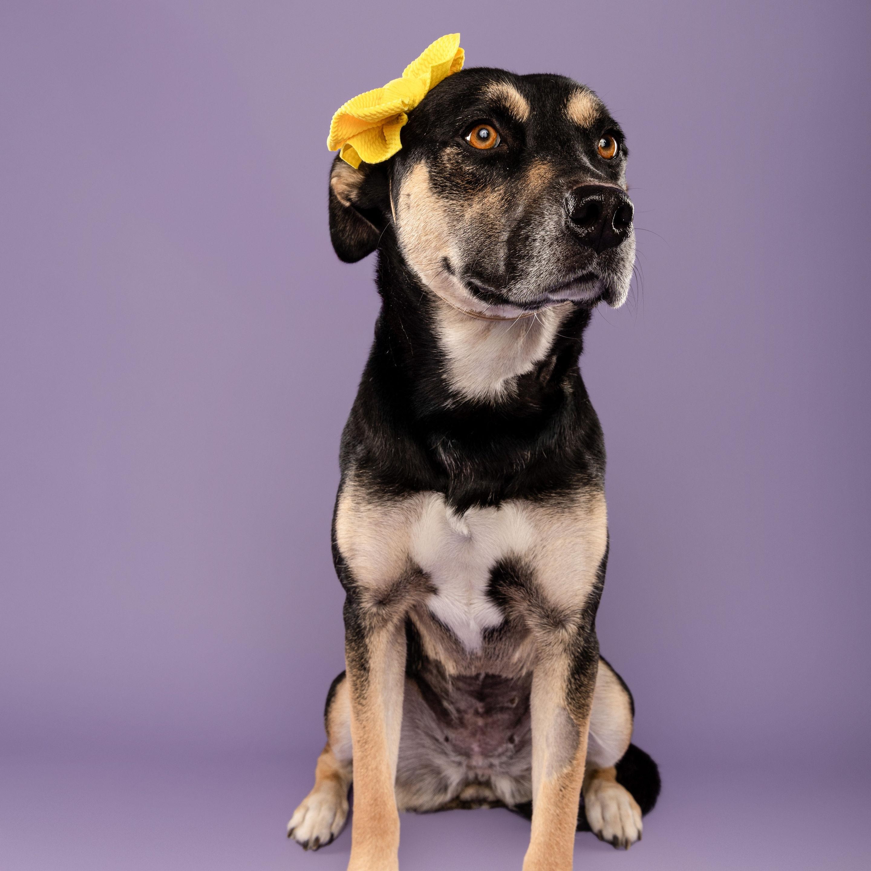 Dog for adoption - Candy, a Rottweiler Mix in Rochester, NY | Petfinder