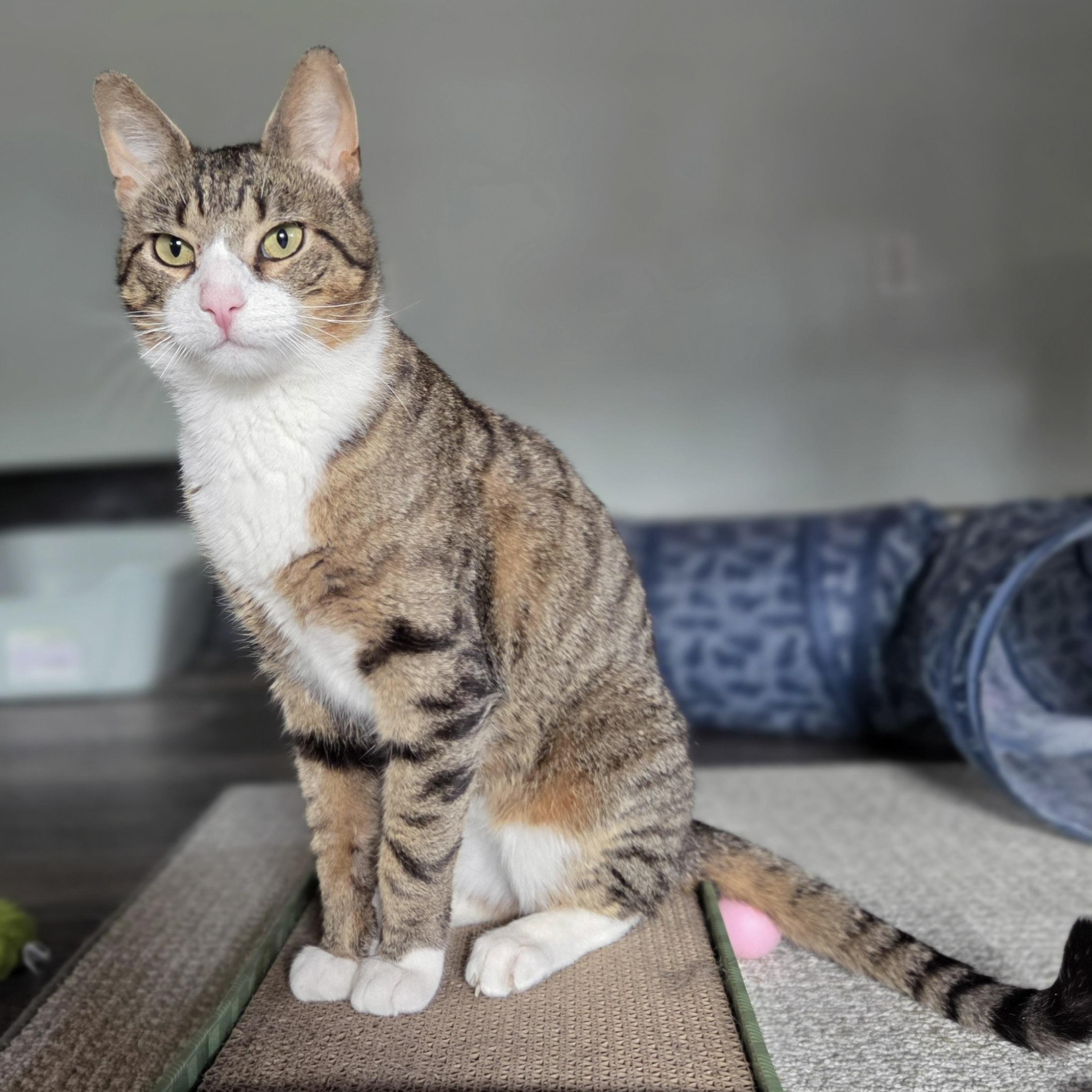 Enlarge Grant, a ADOPTABLE mixed breed in Amsterdam, NY image 4/5