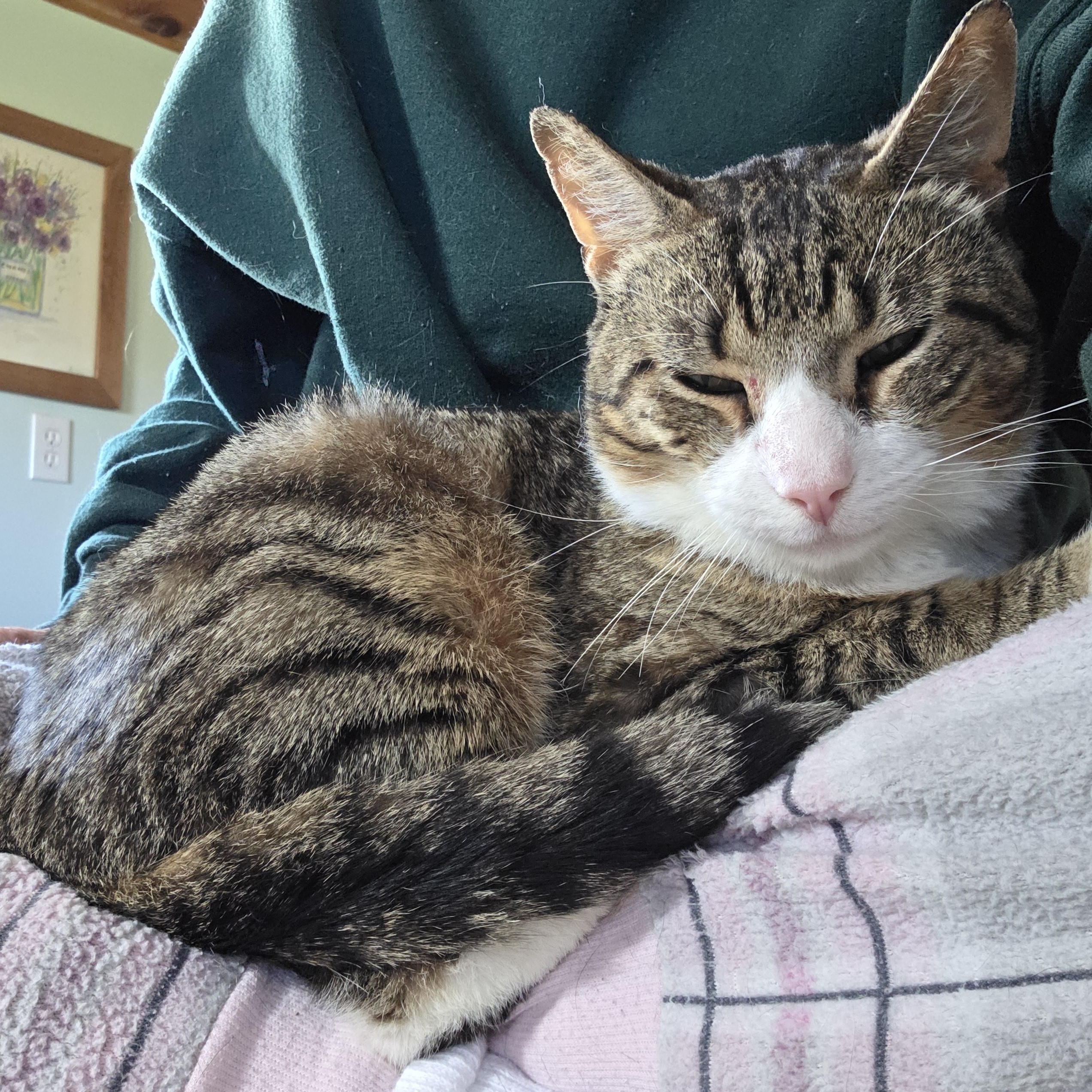 Enlarge Grant, a ADOPTABLE mixed breed in Amsterdam, NY image 3/5