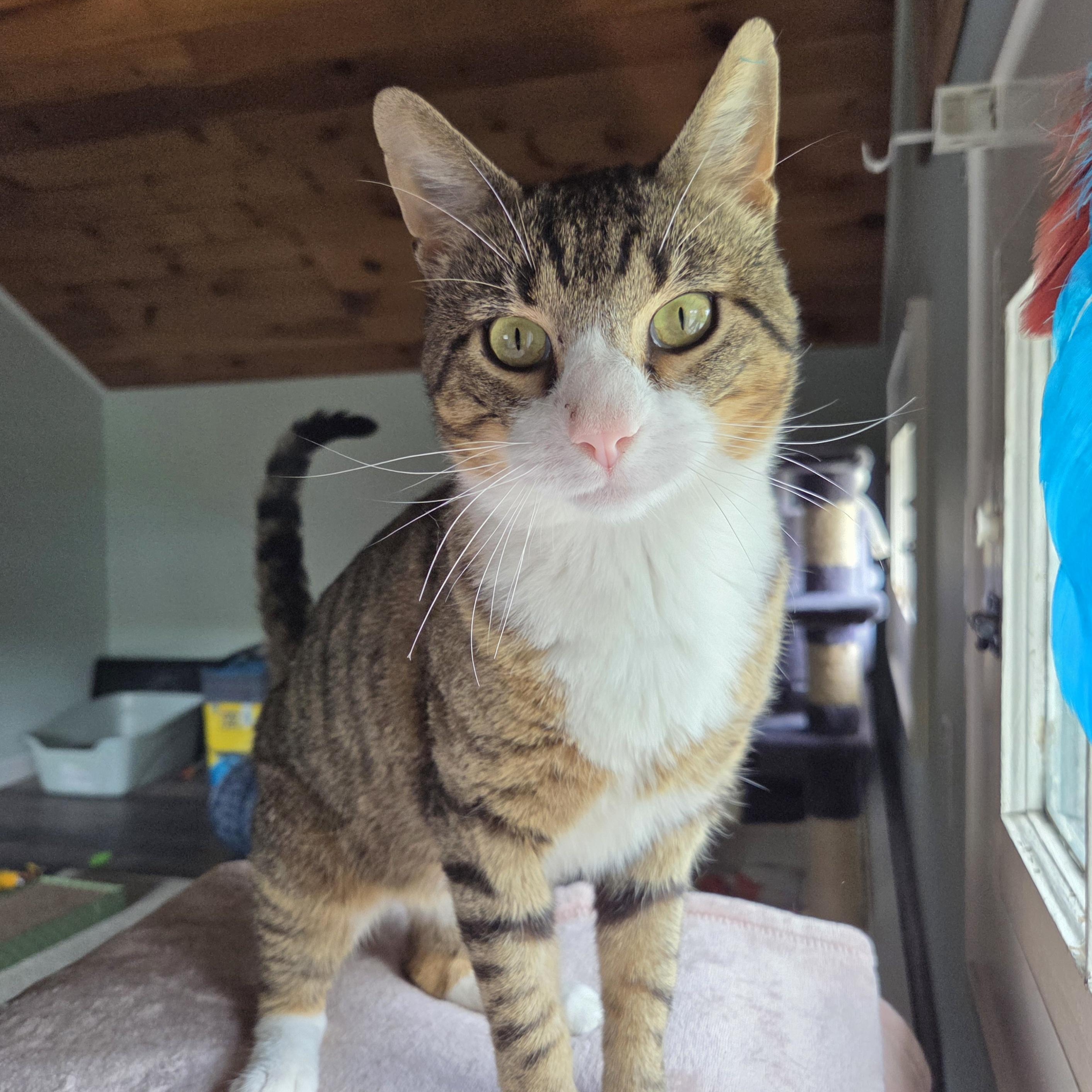 Grant, ADOPTABLE, Young Male Domestic Short Hair.