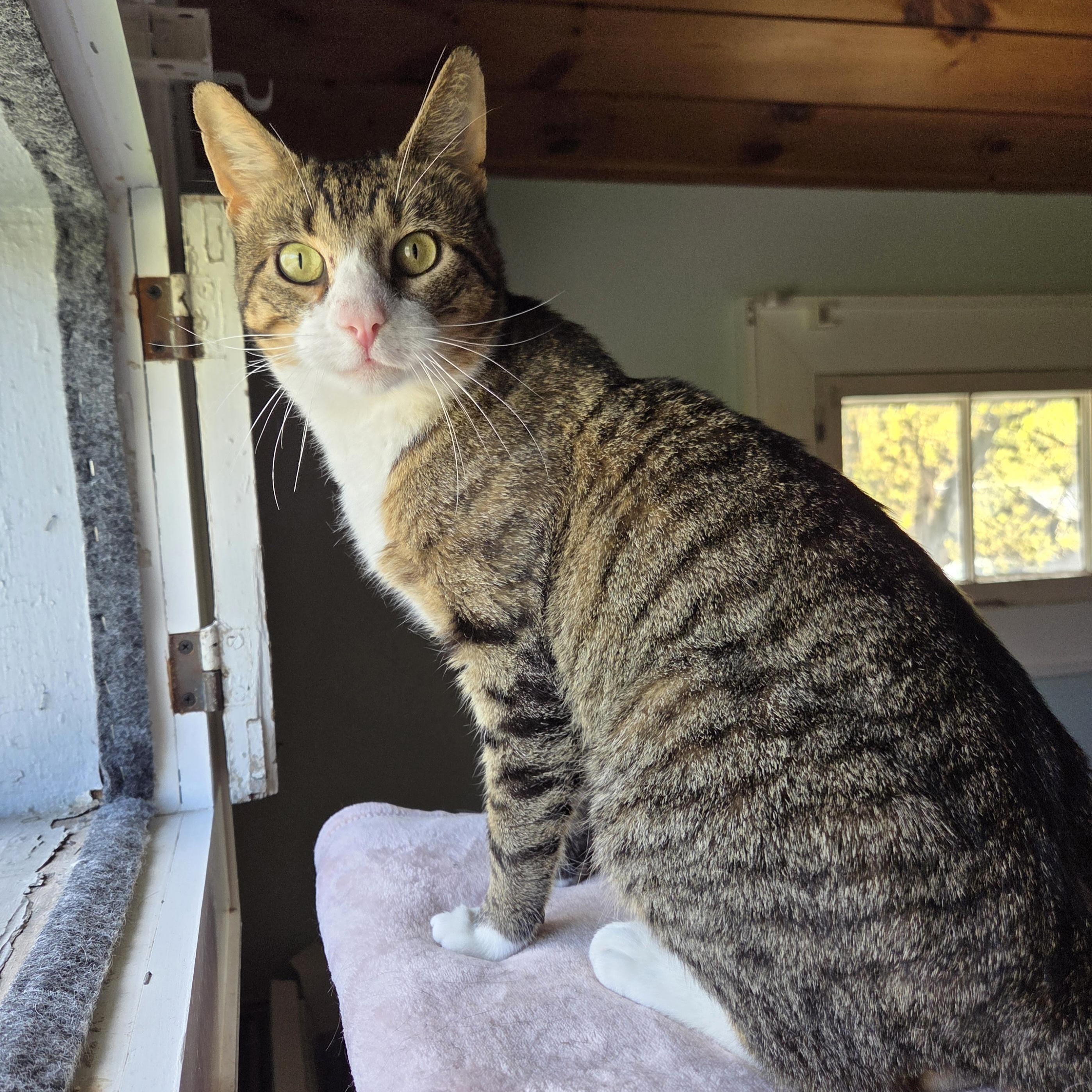 Enlarge Grant, a ADOPTABLE mixed breed in Amsterdam, NY image 2/5