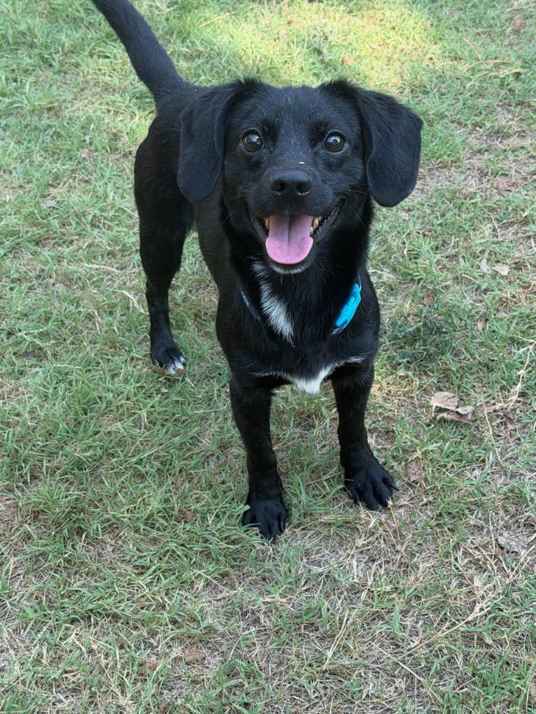 Watermelon, Adoptable, Adult Male Dachshund & Chihuahua.